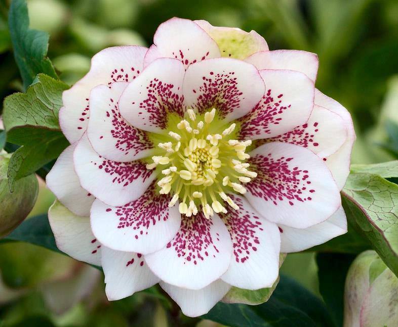 Hellébore, rose de noël